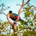 Birding on Lake Bunyonyi Islands
