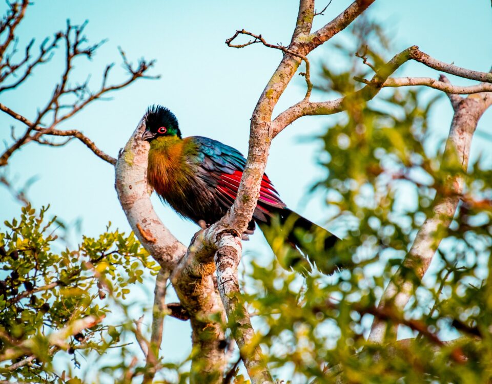 Birding on Lake Bunyonyi Islands