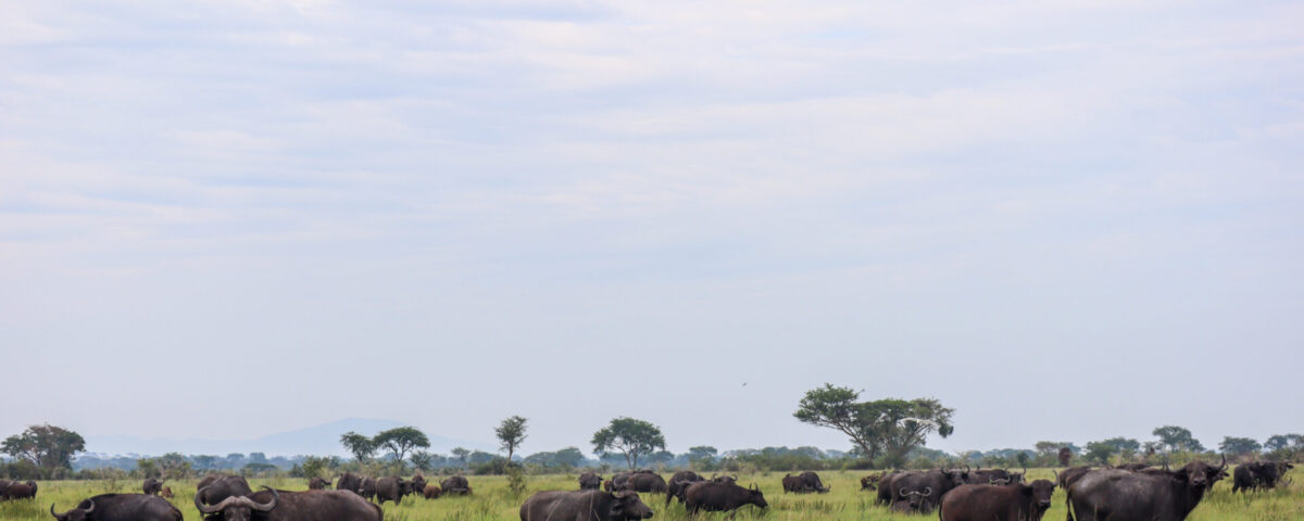 Buffalo and Elephant Viewing in Ishasha Sector