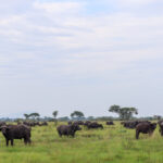 Buffalo and Elephant Viewing in Ishasha Sector