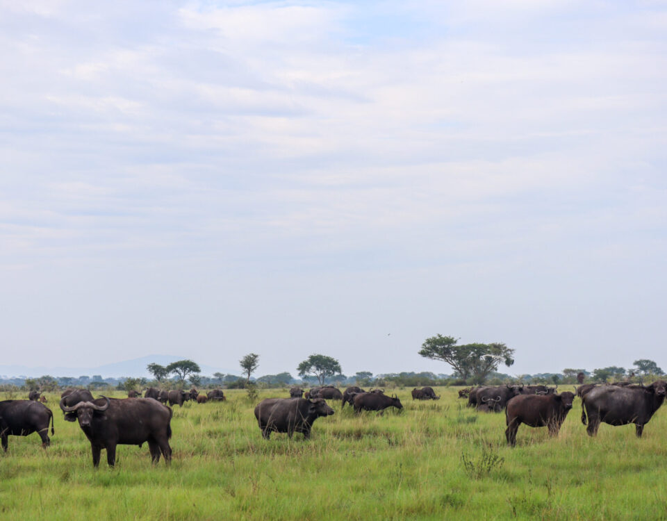 Buffalo and Elephant Viewing in Ishasha Sector