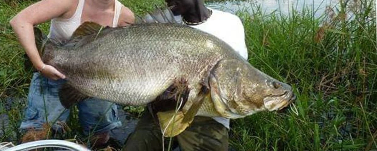 Nile Perch Fishing in Murchison