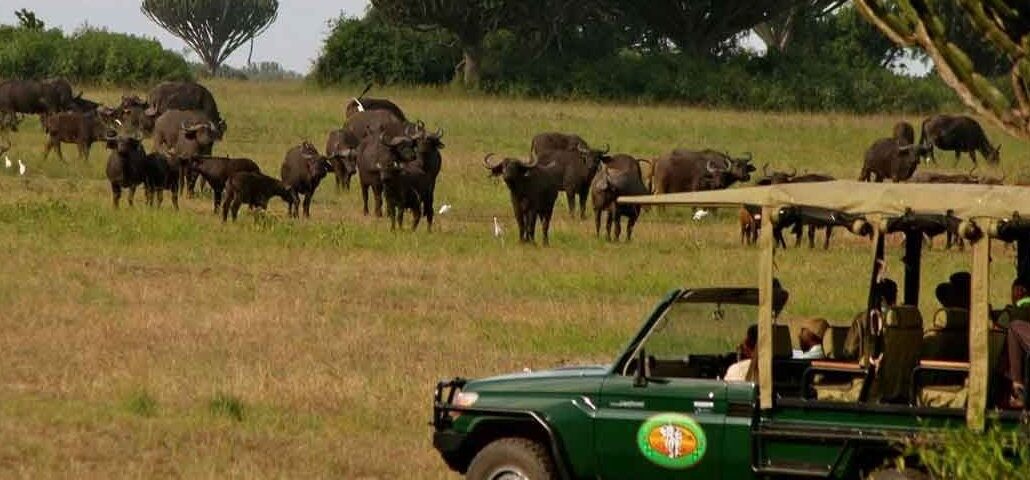 Game Drive in Queen Elizabeth National Park