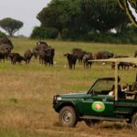 Game Drive in Queen Elizabeth National Park