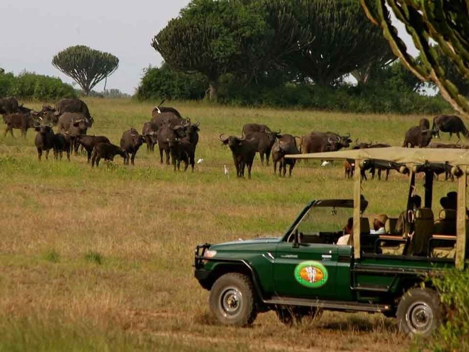 Game Drive in Queen Elizabeth National Park