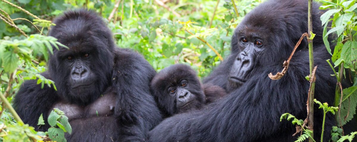 Gorilla Habituation Experience in Bwindi