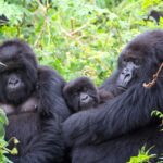 Gorilla Habituation Experience in Bwindi