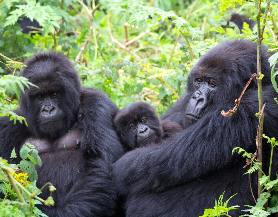 Gorilla Habituation Experience in Bwindi