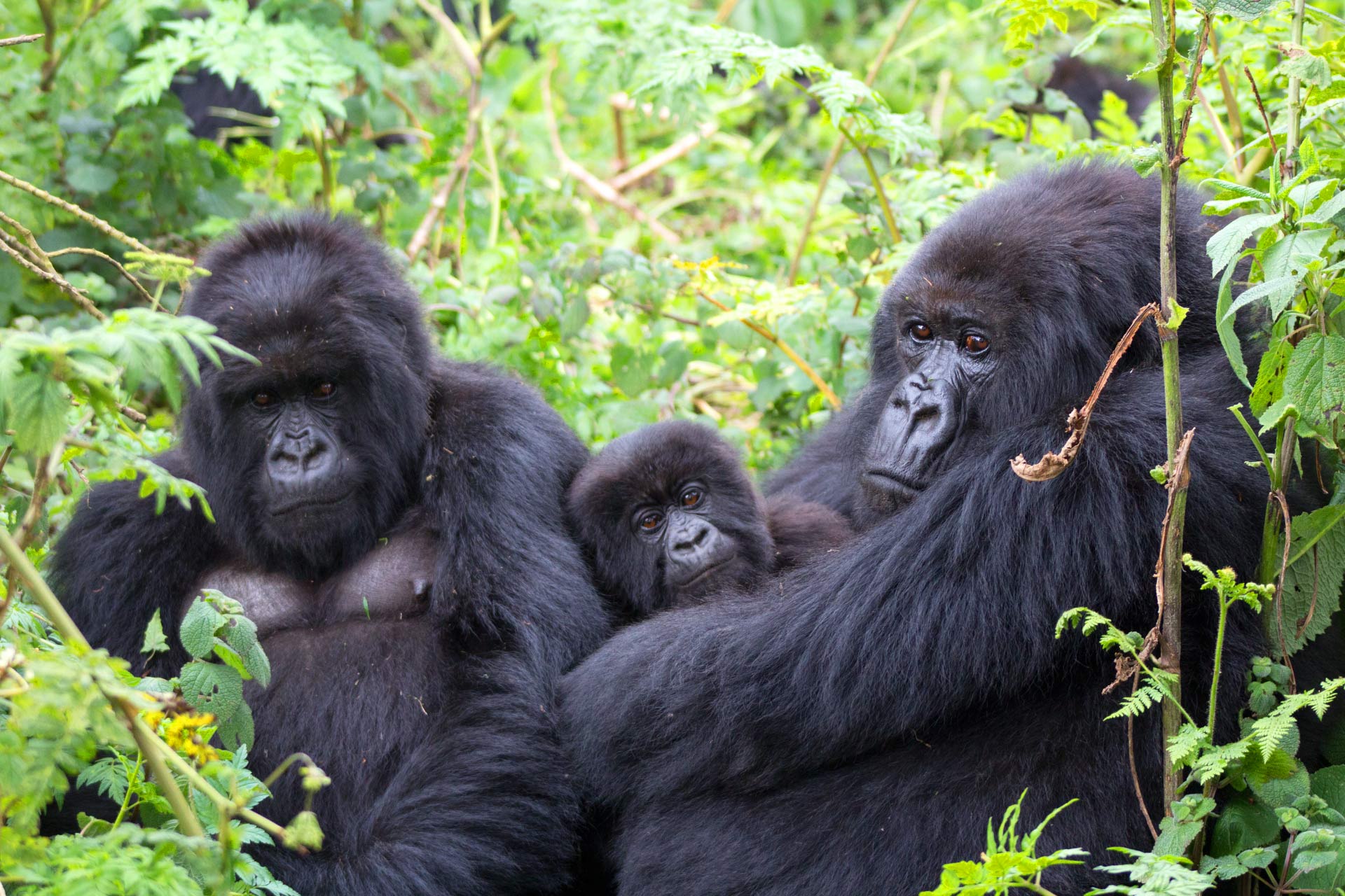 3 Days Bwindi Gorilla Trekking Safari