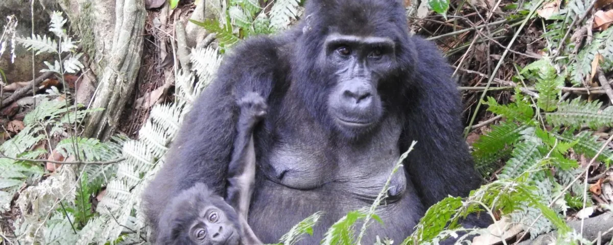 Mountain Gorilla Trekking in Mgahinga Gorilla National Park