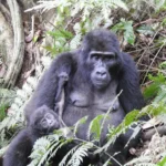 Mountain Gorilla Trekking in Mgahinga Gorilla National Park