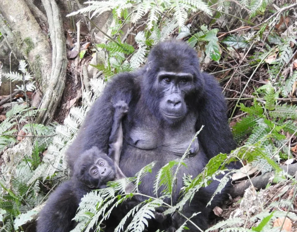 Mountain Gorilla Trekking in Mgahinga Gorilla National Park