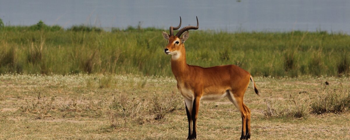 Game Drive at Katonga Wildlife Reserve