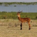 Game Drive at Katonga Wildlife Reserve