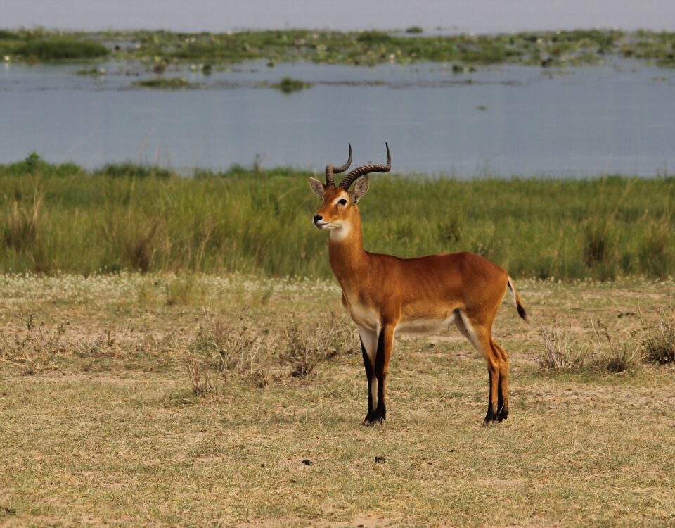 Game Drive at Katonga Wildlife Reserve