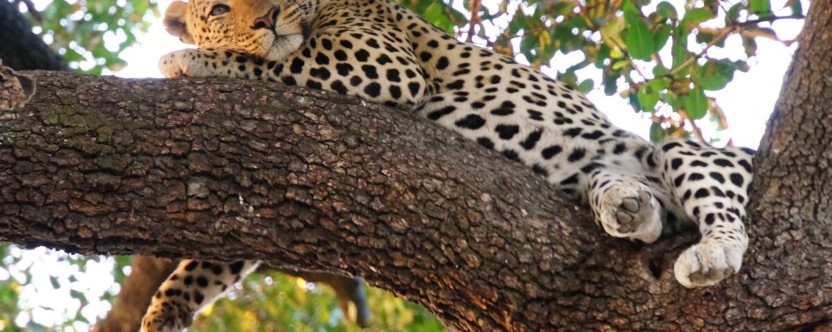  What Is the Most Famous Wildlife on East Africa Tour Safari?