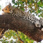 What Is the Most Famous Wildlife on East Africa Tour Safari?