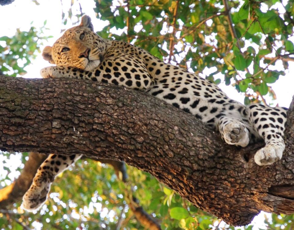  What Is the Most Famous Wildlife on East Africa Tour Safari?
