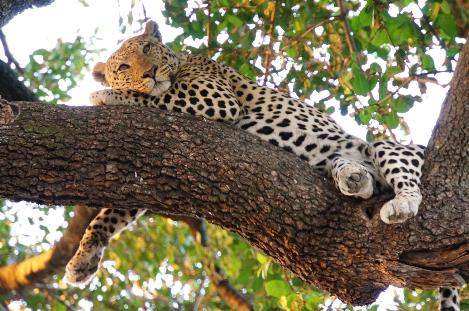 big five Safaris