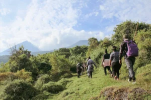 Walking Safaris