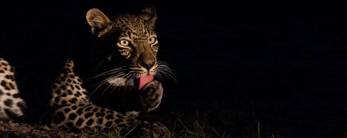 Night Game Drive in Lake Mburo National Park