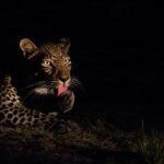Night Game Drive in Lake Mburo National Park