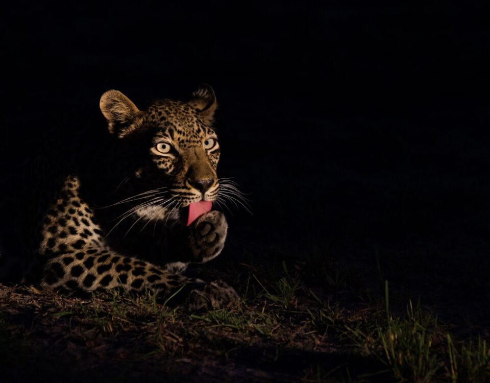 Night Game Drive in Lake Mburo National Park