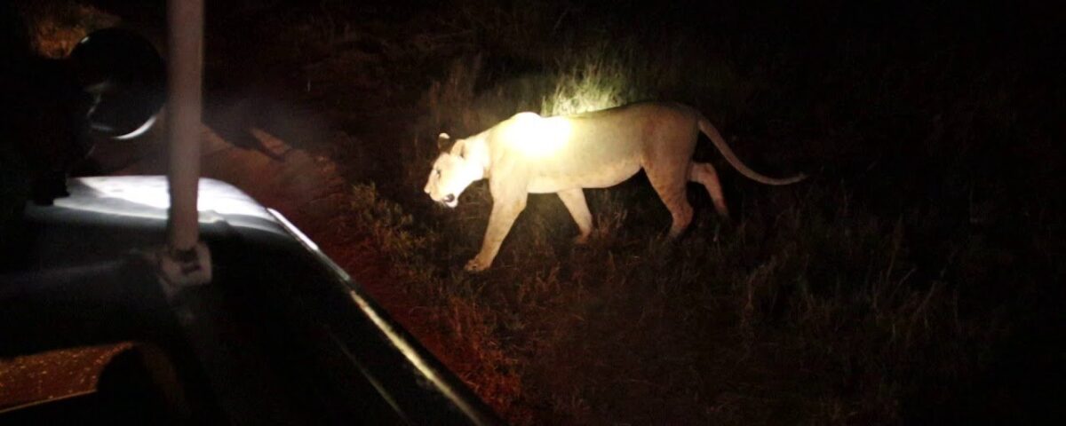 Night Game Drive in Queen Elizabeth National Park