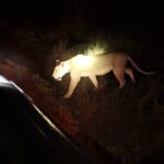 Night Game Drive in Queen Elizabeth National Park