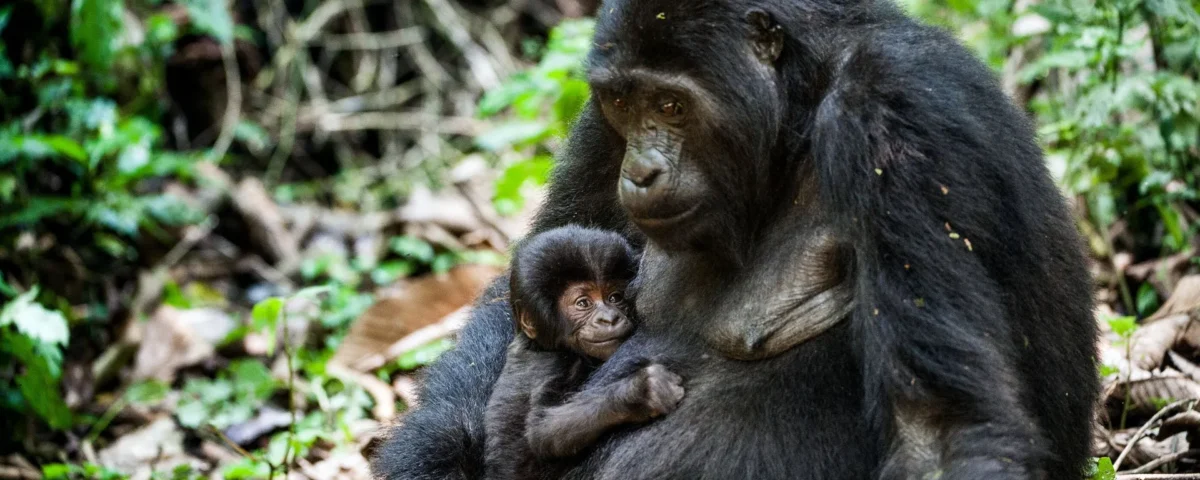 Mountain Gorilla Trekking in Bwindi Impenetrable Forest