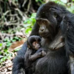 Mountain Gorilla Trekking in Bwindi Impenetrable Forest