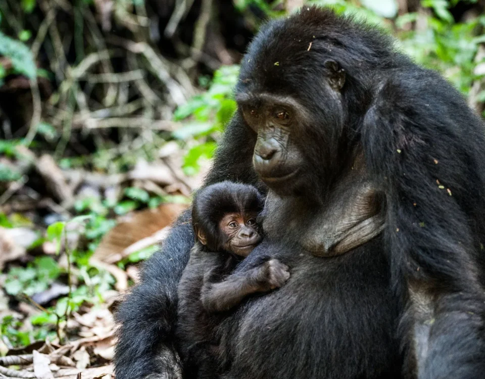 Mountain Gorilla Trekking in Bwindi Impenetrable Forest