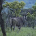 Antelope Viewing in Pian Upe