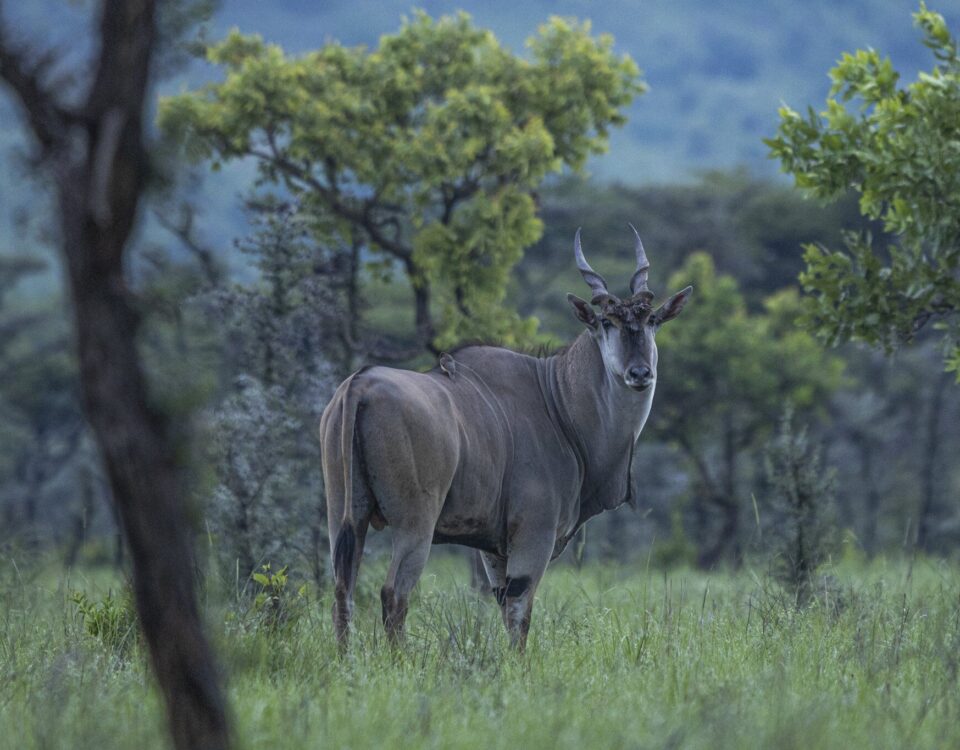 Antelope Viewing in Pian Upe