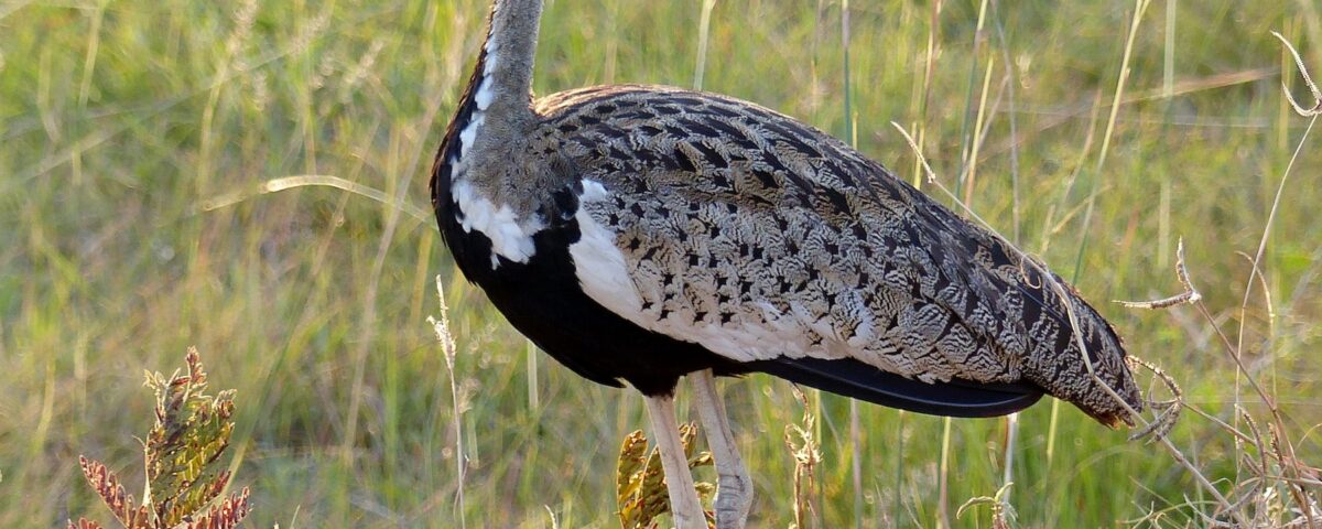 Birding Game Drive in Queen Elizabeth National Park