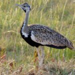 Birding Game Drive in Queen Elizabeth National Park