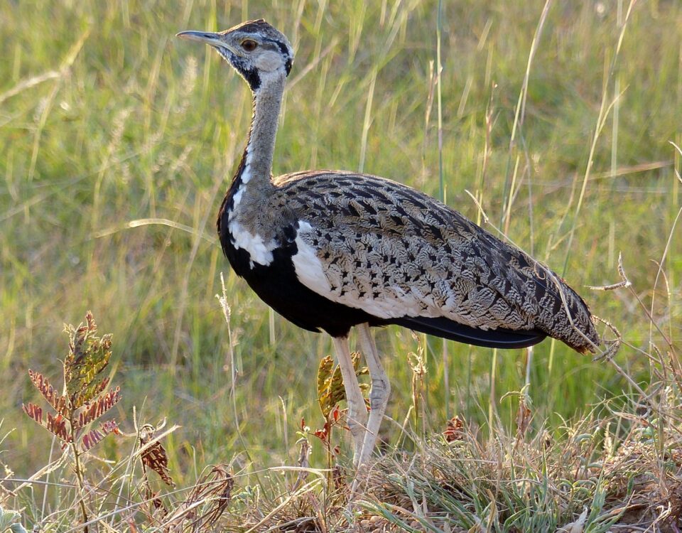 Birding Game Drive in Queen Elizabeth National Park