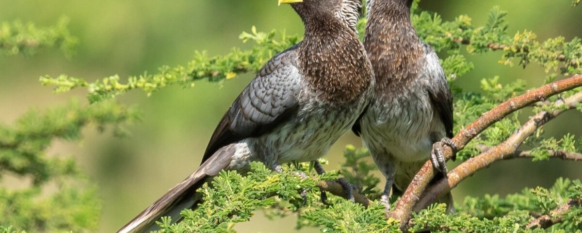 Birding in Mgahinga Gorilla National Park