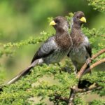 Birding in Mgahinga Gorilla National Park