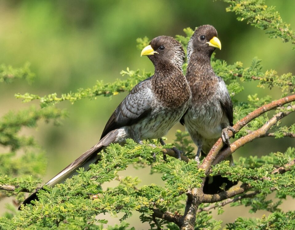 Birding in Mgahinga Gorilla National Park