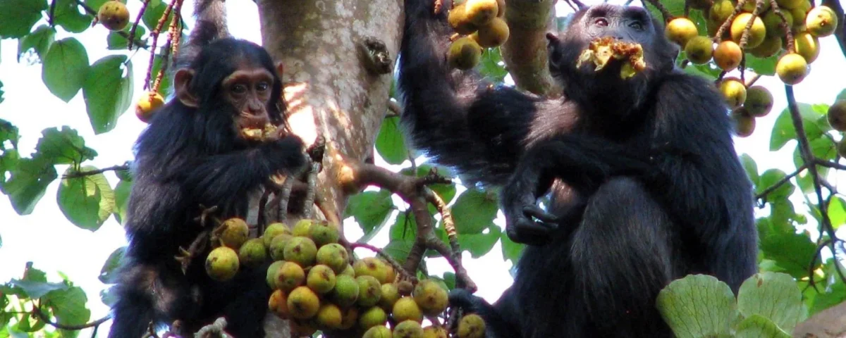 Chimpanzee Habituation Experience in Kibale