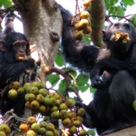 Chimpanzee Habituation Experience in Kibale