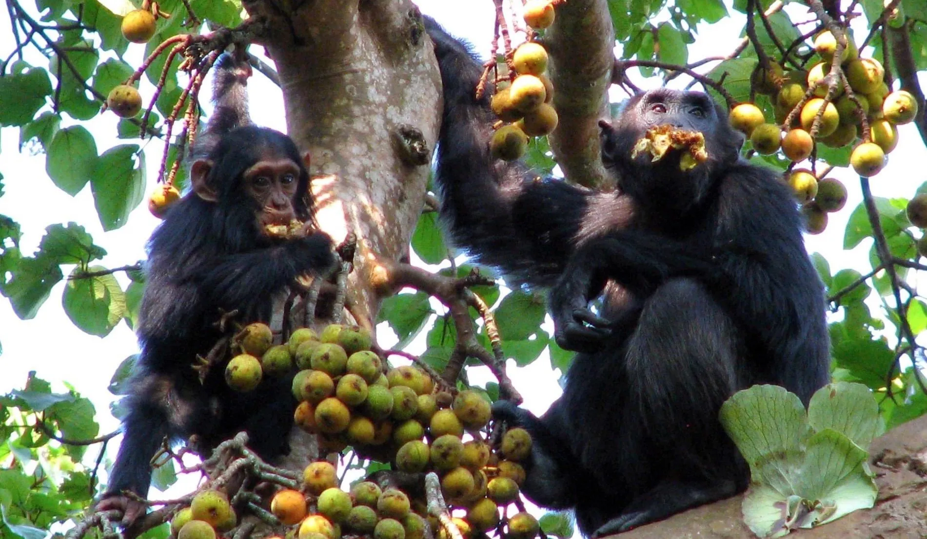 Chimpanzee Habituation Experience in Kibale