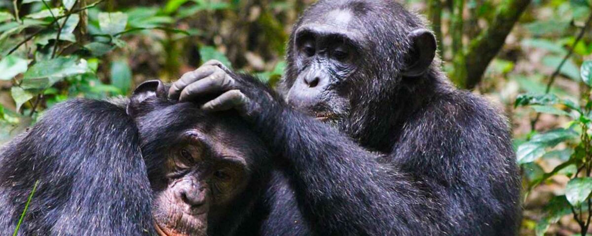 Chimpanzee Tracking in Kalinzu Forest Reserve