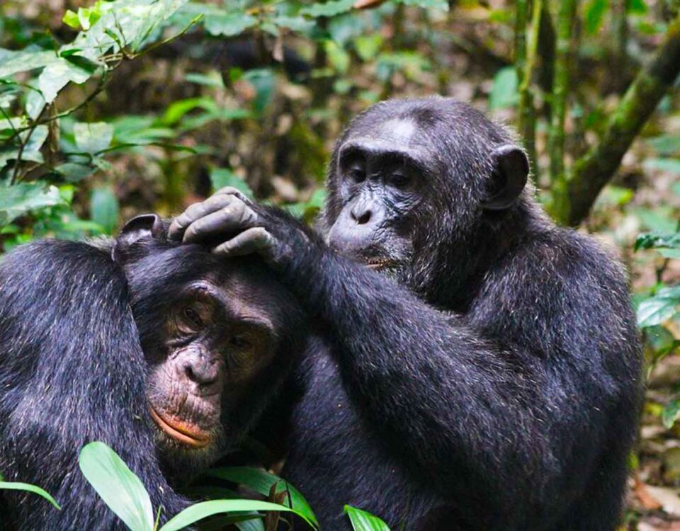 Chimpanzee Tracking in Kalinzu Forest Reserve