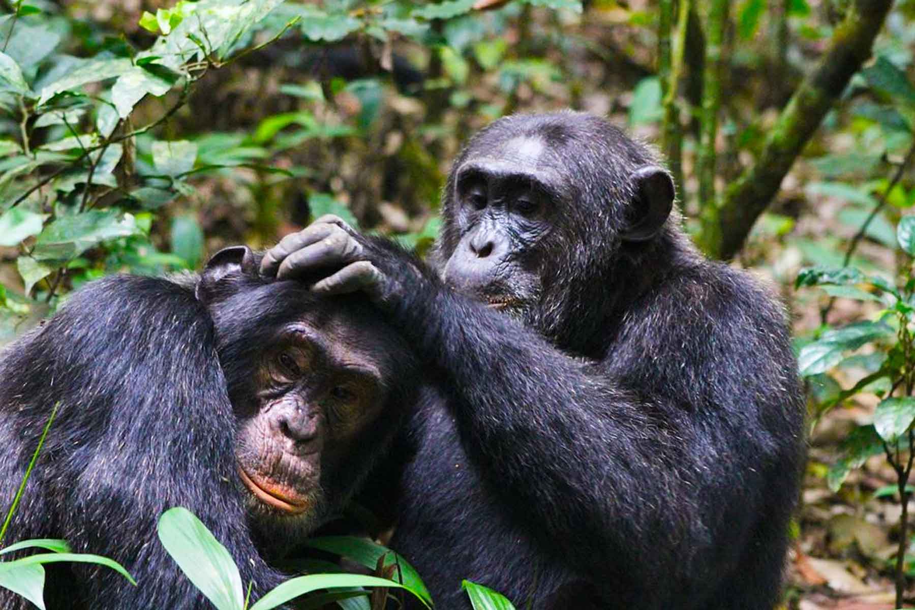 Chimpanzee Tracking in Kalinzu Forest Reserve