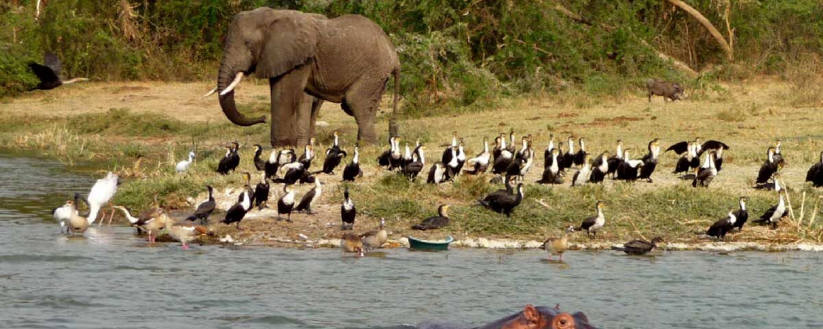Birdwatching on Kazinga Channel Cruise