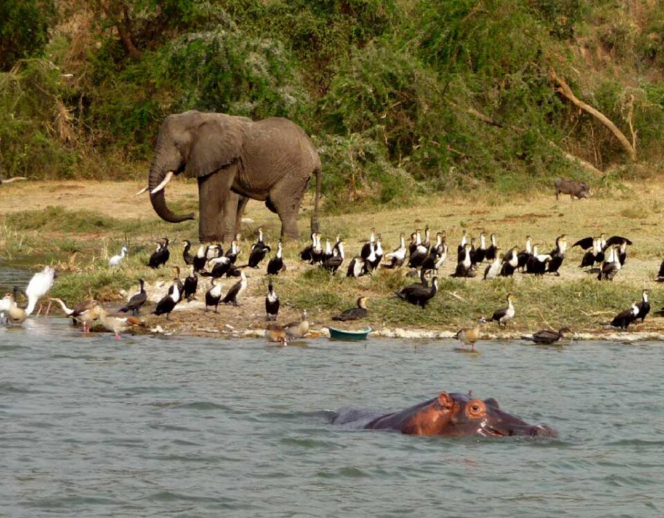 Birdwatching on Kazinga Channel Cruise