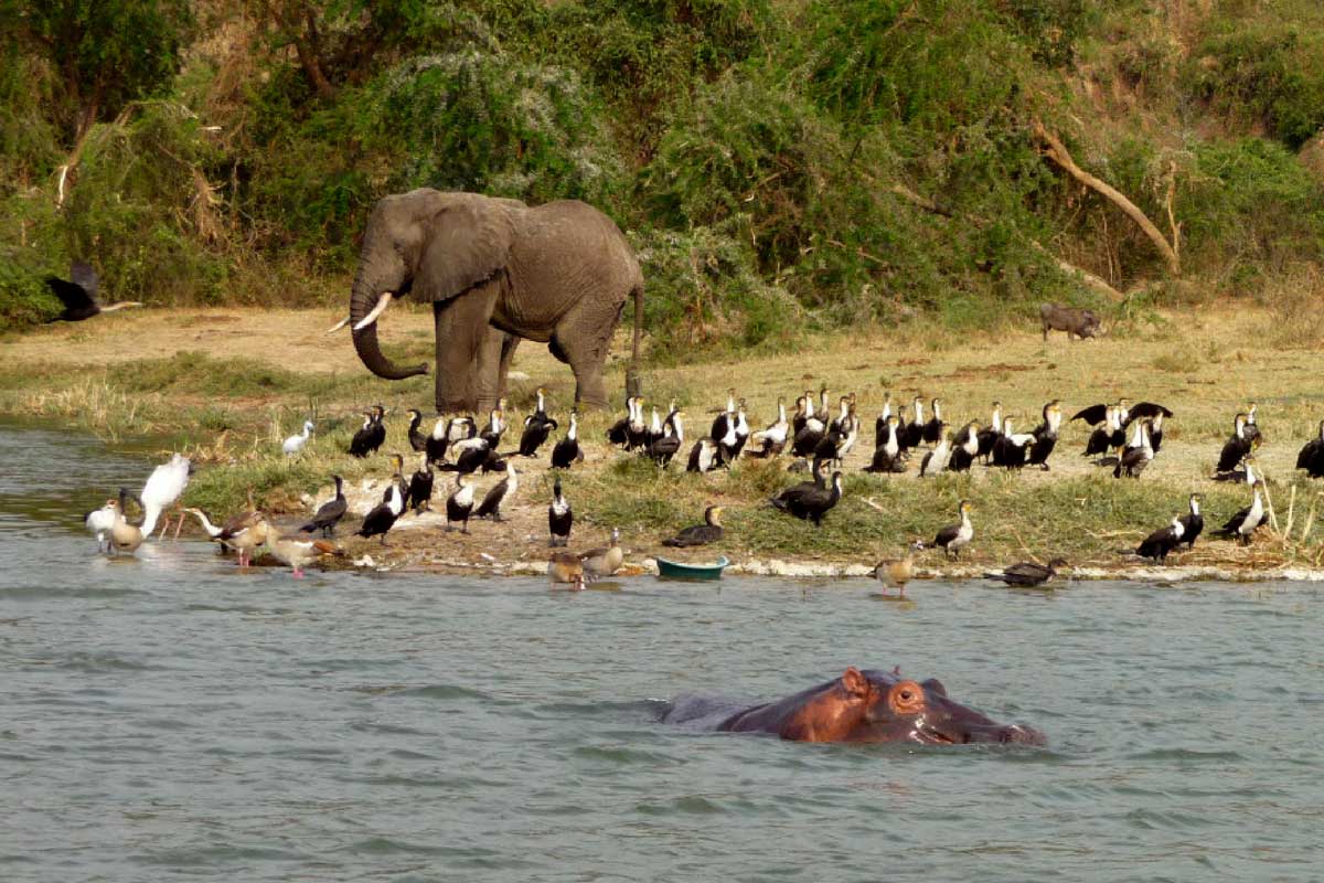 Birdwatching on Kazinga Channel Cruise