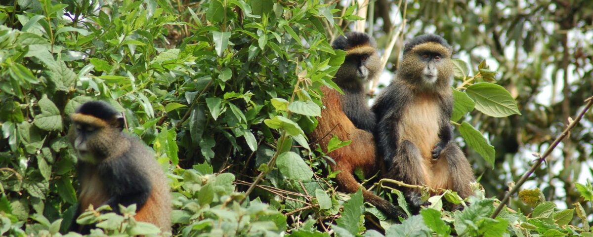 Golden Monkey Tracking in Mgahinga